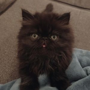 Meet your Posher, Jenn